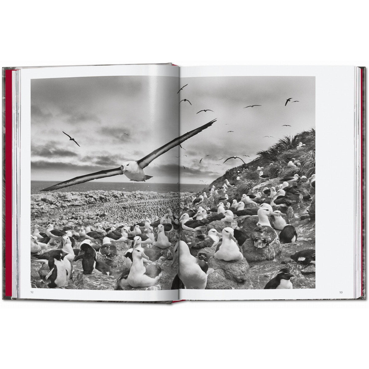 Sebastião Salgado. Genesis. 45th Ed. - Bücher - Taschen Verlag – view 6